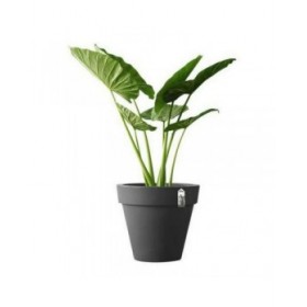 Vaso Elho 8403604042500 Antracite Ø 40 cm