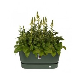 Vaso Elho 462726936000 Verde