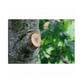 Cesoie da Potatura Gardena SmartCut Comfort