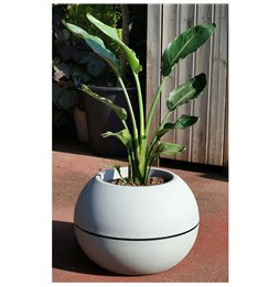 Collare per Cani Gloria Trapunta Corallo (50 x 2,5 cm)
