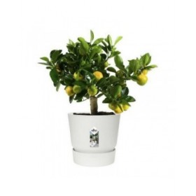 Vaso Elho Greenville Rotonda Bianco Plastica (Ø 29,5 x 27,8 cm)