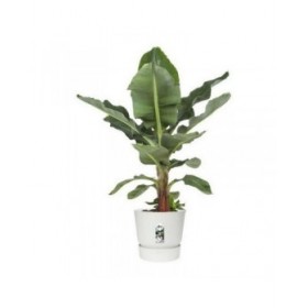 Vaso da Fiori con Piatto Elho Greenville Ø 39 x 36,8 cm Rotondo Bianco Plastica