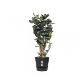 Vaso Elho Greenville Nero Plastica Rotondo Rotonda Ø 40 cm Ø 39 x 36,8 cm
