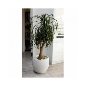 Vaso EDA Graphit Rotondo Bianco Ø 50 cm