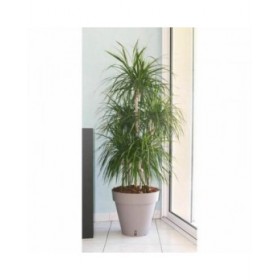 Vaso Riviera Marrone Taupé polipropilene Plastica Rotondo Sfera Ø 50 cm