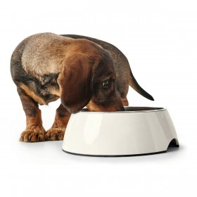 Ciotola per cani Hunter Melammina Acciaio inossidabile Bianco 350 ml (18,5 x 18,5 x 9,5 cm)
