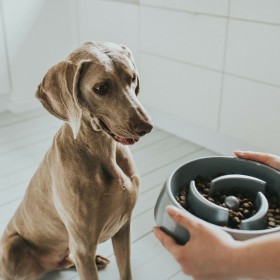Ciotola per cani Hunter Melammina 900 ml