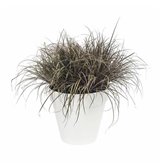 Collare per Cani Hunter Swiss 38-43.5 cm