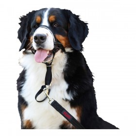 Collari da addestramento per cani Company of Animals Halti Nero Museruola (31-40 cm)