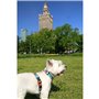 Imbracatura per Cani Hunter Hilo-Comfort Arancio XS (30-35 cm)