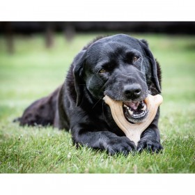 Giocattoli per cani Nylabone Pollo 11 Crema animali