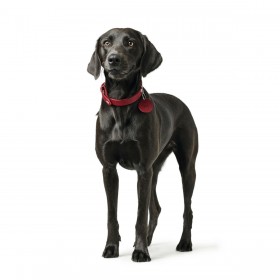 Collare per Cani Hunter Aalborg Rosso XS/S 28-33 cm