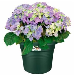 Collare per Cani Hunter Aalborg Cioccolato S/M 37-43 cm