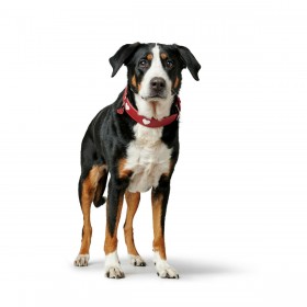 Collare per Cani Hunter Love Rosso S/M 38-44 cm