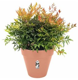 Guinzaglio per Cani Hunter Maldon Verde scuro 2 m Regolabile