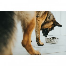 Ciotola per cani Hunter Silicone Acciaio inossidabile 350 ml