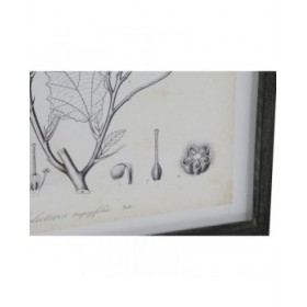 Quadro DKD Home Decor Moderno Piante botaniche 45 x 2,5 x 60 cm (4 Unità)