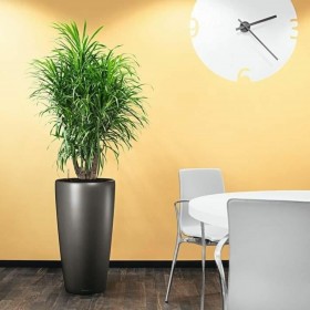 Vaso Autoirrigante Lechuza Antracite Ø 40 x 75 cm Plastica