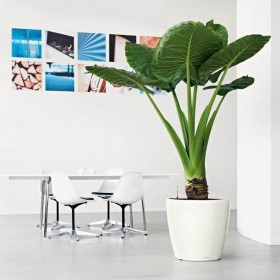 Vaso Autoirrigante Lechuza Bianco Ø 49,5 x 46,5 cm Plastica