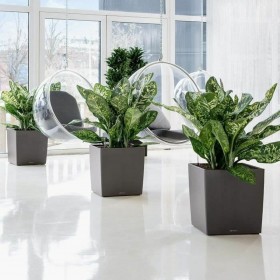 Vaso Autoirrigante Lechuza Marrone 50 x 50 cm polipropilene Plastica