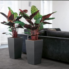 Vaso Autoirrigante Lechuza Rosso 39,5 x 39,5 x 75,5 cm polipropilene Plastica Rettangolare