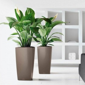 Vaso Autoirrigante Lechuza Marrone 39,5 x 39,5 x 75,5 cm Plastica Rettangolare