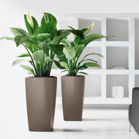 Vaso Lechuza 50 x 50 x 95 cm Rettangolare
