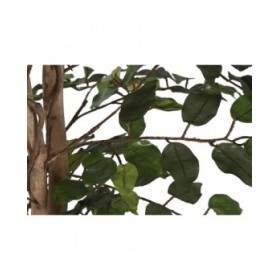 Albero Home ESPRIT Polietilene Ficus 100 x 100 x 210 cm