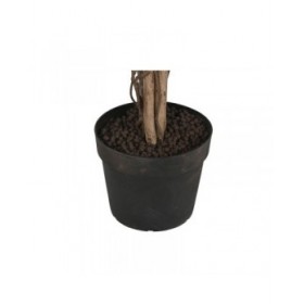 Albero Home ESPRIT Polietilene Ficus 100 x 100 x 210 cm