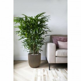 Vaso Capi Europe Dorato Plastica Rettangolare Ø 35 cm