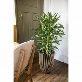 Vaso Capi Europe Dorato Plastica Rotondo Ø 27 cm