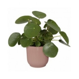 Vaso Elho   Rotonda Rosa Plastica