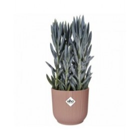 Vaso Elho   Rotonda Rosa Plastica