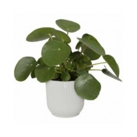 Vaso Elgato Bianco Ø 30 cm Plastica Rotondo Moderno