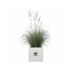 Vaso Elho 29,5 x 29,5 x 49,5 cm Bianco Plastica Quadrato Moderno