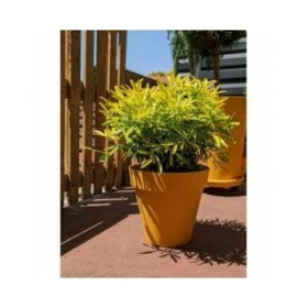Vaso Riviera Giallo Ø 60 cm