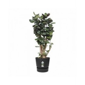 Vaso Elho Nero Plastica Rotondo Moderno Ø 47 cm