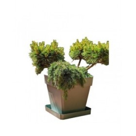 Vaso Riviera Marrone 50 x 50 cm