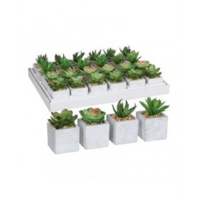 Pianta Decorativa Mica Decorations 8 x 5 cm Verde PVC Succulenta