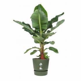 Vaso Elho Verde Ø 55 cm Plastica