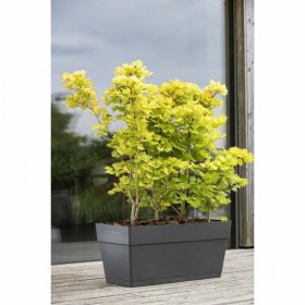 Vaso Deroma Grigio scuro 35 x 79 x 35 cm 75 L