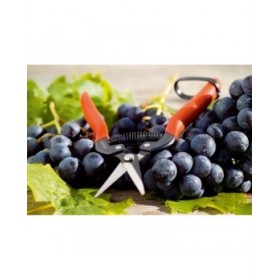 Forbici da Giardino Stocker Acciaio forgiato 19 cm Raccoglitore di frutta e verdura Uva
