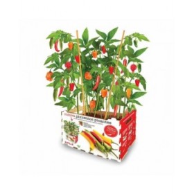 Set di coltivazione Batlle Peperoni Piccante 30 x 19,5 x 16,2 cm