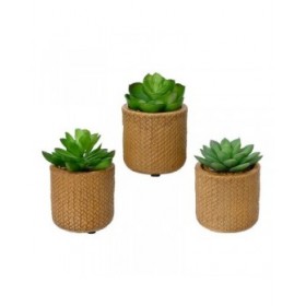 Pianta Decorativa EDM 898158 Succulenta 10 cm