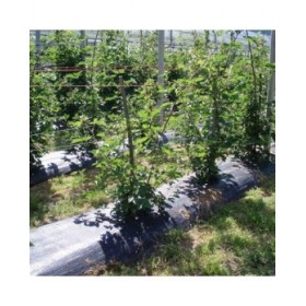 Rete antialga Fun&Go Nero 100 g/m² 1 x 100 m