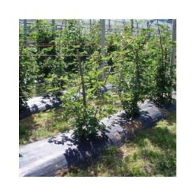 Rete antialga Fun&Go Nero 100 g/m² 2 x 100 m