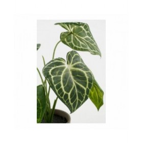 Pianta Decorativa Mica Decorations Caladium Ø 21 x 28 cm Artificiale