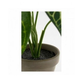 Pianta Decorativa Mica Decorations Caladium Ø 21 x 28 cm Artificiale