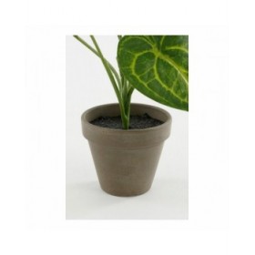 Pianta Decorativa Mica Decorations Caladium Ø 21 x 28 cm Artificiale