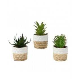 Vaso Everlands Plastica